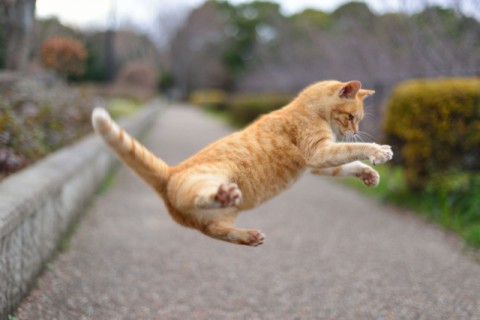 catjump